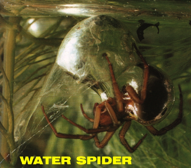 water_spiderL